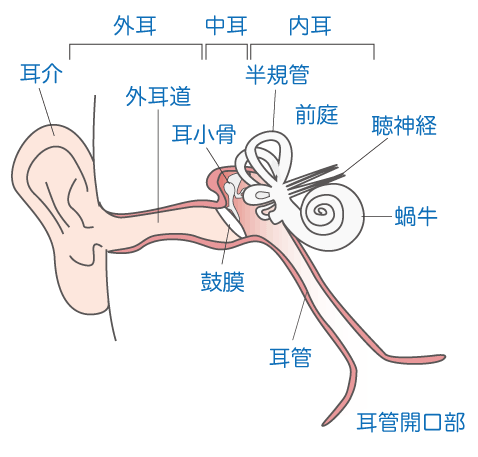 外耳 炎 症状